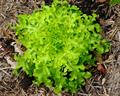 Lactuca sativa